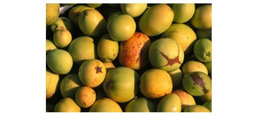 Oito frutas típicas do Brasil que fazem sucesso pelo mundo Mangaba.