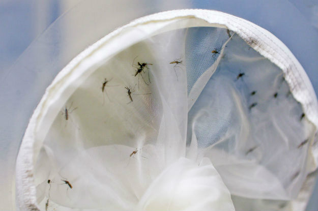 Mosquito Aedes carrega o vírusFoto: Divulgação 