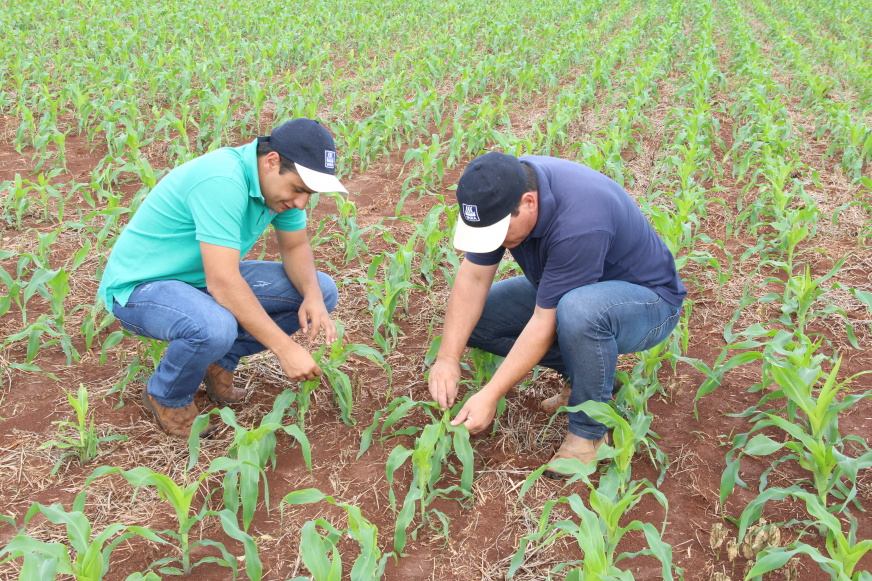 No local foram plantados 14 híbridos de milho para análise / Foto: Assessoria