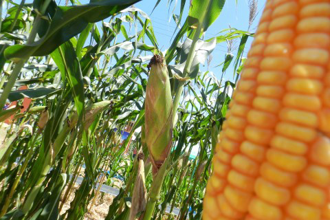 Governo libera R$ 260 mi para seguro da safra de inverno Governo libera R$ 260 mi para seguro da safra de inverno