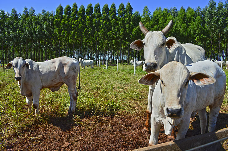 Exportações de carne bovina in natura em MS caem 32% Exportações de carne bovina in natura em MS caem 32%