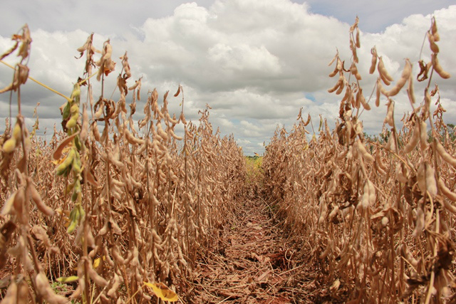 Colheita de soja chega a 77% e milho safrinha atinge 63% da área prevista O Sistema Famasul (Federação da Agricultura e Pecuária de MS) é um conjunto de entidades que dão suporte para o desenvolvimento sustentável do agronegócio e representam os interesses dos produtores rurais de Mato Grosso do Sul / Foto: Divulgação