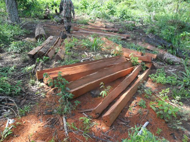 Proprietário das terras desmatou cerca de sete hectares de terra / Foto: Divulgação