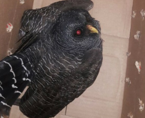 Coruja-preta (Strix huhula)Foto: Divulgação 