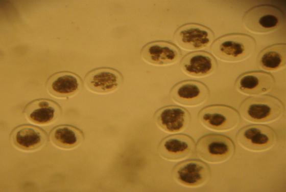 De acordo com o diretor geral do Departamento de Saúde Animal da Costa Rica, há muito tempo o país quer importar sêmen e embrião bovino do Brasil