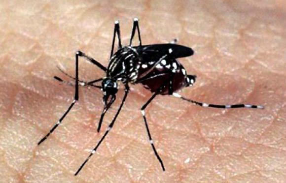 Ações contra o mosquito Aedes Aegypti serão antecipadas em Mato Grosso do Sul