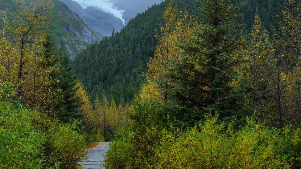 Os 5 países que concentram 70% dos ecossistemas intactos no mundo Foto: BBC