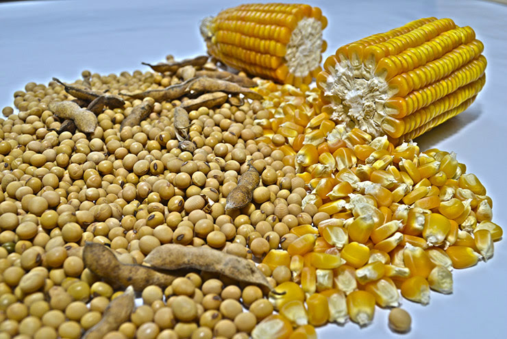 Preço do milho sobe 6% em MS, enquanto soja acumula queda de 9,2% em fevereiro Preço do milho sobe 6% em MS, enquanto soja acumula queda de 9,2% em fevereiro