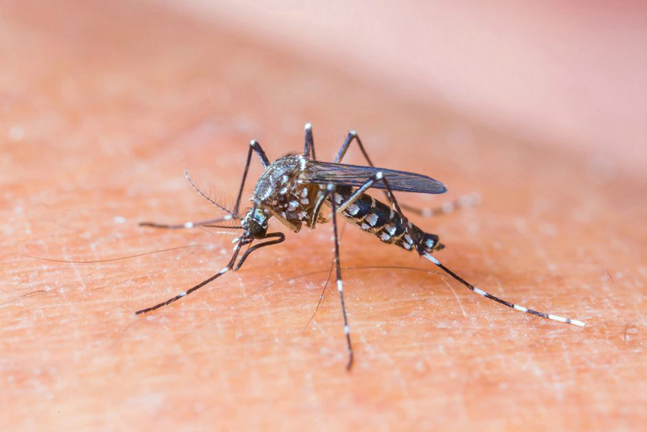 Brasil já conta com 16 laboratórios para diagnosticar Zika