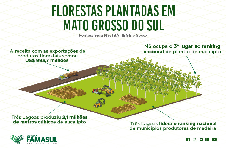 Capacitação do Senar/MS consolida plantio de florestas Foto: Divulgação