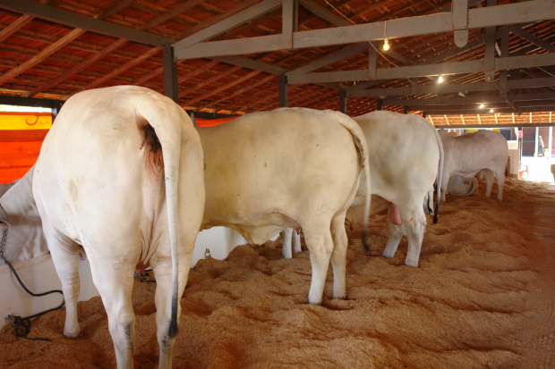 A exposição e comercialização de gado selecionado atrai empreendedores da região / Foto: Moreira Produções 