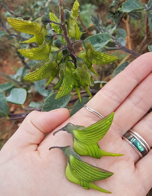 A internet está maravilhada com esta flor que se parece com um beija-flor A internet está maravilhada com esta flor que se parece com um beija-flor
