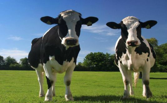 Influência da pecuária brasileira no efeito estufa é menor do que o esperado Influência da pecuária brasileira no efeito estufa é menor do que o esperado