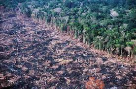 Desmatamento na Amazônia neste ano já supera o de 2010 Desmatamento na Amazônia neste ano já supera o de 2010