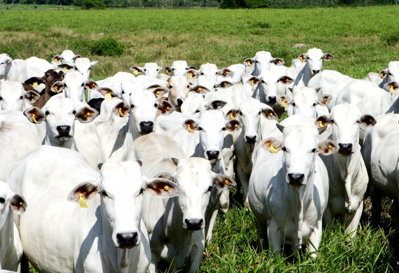 Pecuária cresce em Mato Grosso do Sul, mas necessita de atualização