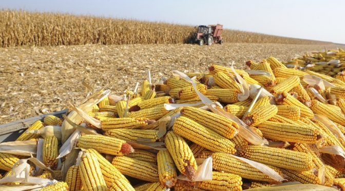 Governo publica decreto que facilita exportações para produtores de milho de MS Governo publica decreto que facilita exportações para produtores de milho de MS