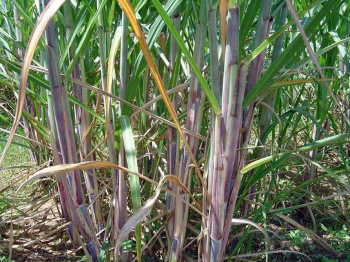 Simpósio sobre cana-de-açúcar começa amanhã em Dourados