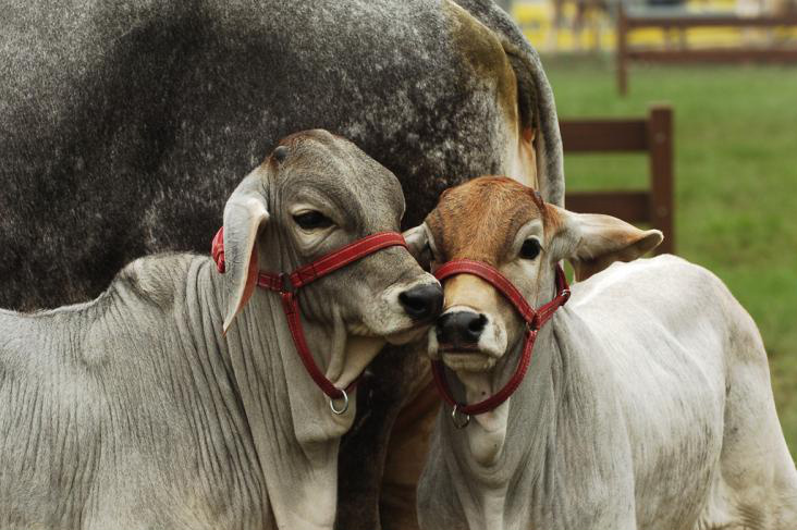 Raça guzerá chama atenção pela rusticidade e a dupla aptidão comprovada