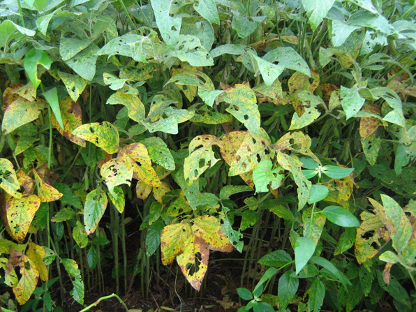 Aprosoja quer antecipar fim do vazio sanitário em MS