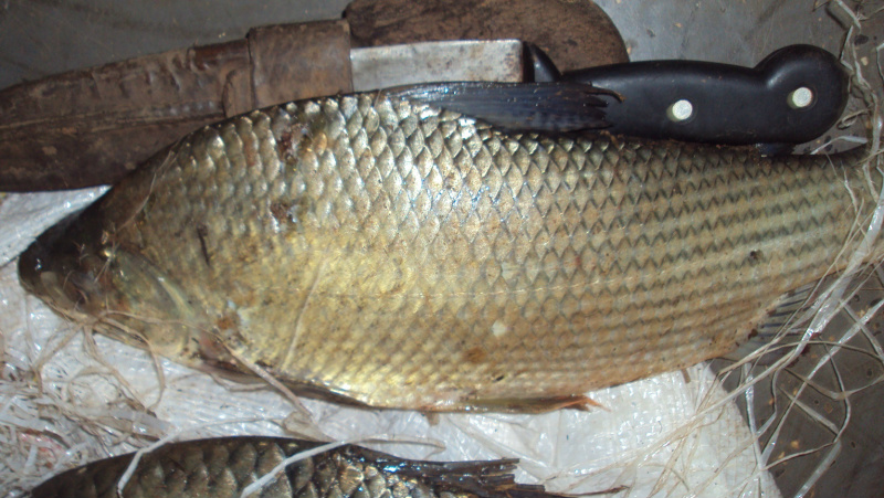 PMA prende um pescador em Fátima do Sul e outro foge PMA prende um pescador em Fátima do Sul e outro foge