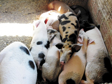 Dependendo da origem, um leitão de 15kg fica em torno de R$ 120.