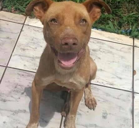 ONG Protetora dos Animais em Amambai alerta para vacinação contra Cinomose Chase é um dos animais resgatados e socorridos pela ONG. Em 2019 ele teve Cinomose, porém foi tratado e curado da doença com a ajuda da Adote um Campeão de 4 Patas e seus voluntários / Foto: Reprodução - Facebook.