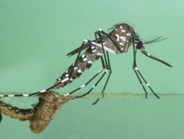 Casos de dengue no país diminuem 60% em janeiro
