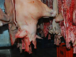 Foram encontrados 31,5 carçaras de carne suína