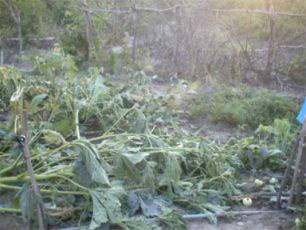 Comissão vota isenção fiscal para produtor