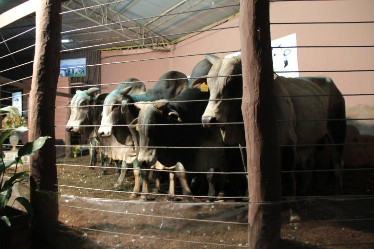 Nos leilões realizados na Expobai, a estimativa no total de vendas é de cerca de R$ 2 milhões.