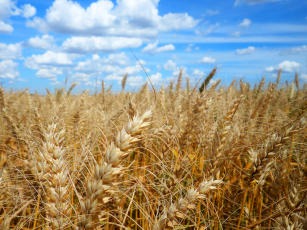 Produzir trigo no Brasil, mais que uma opção, uma necessidade