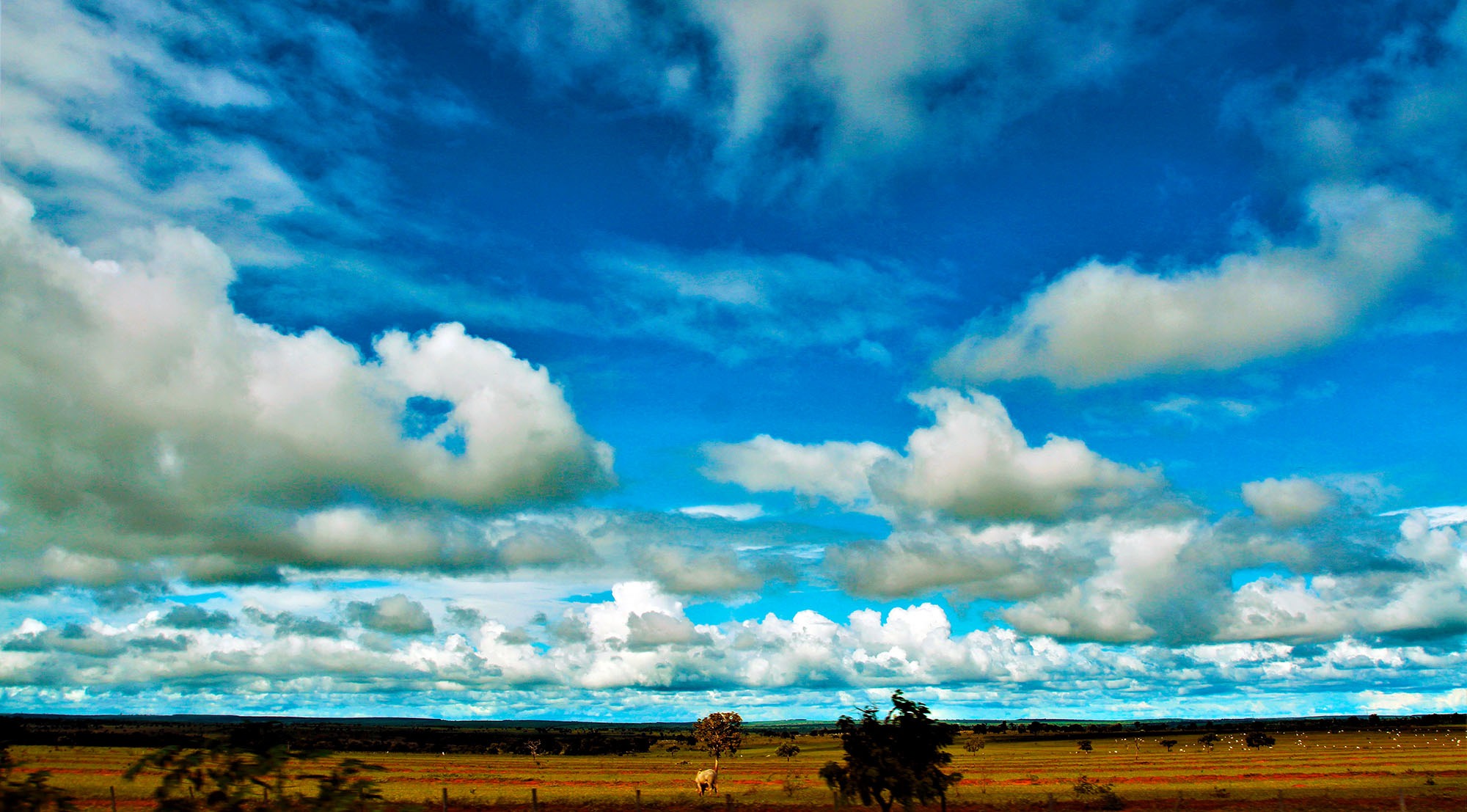 Foto: Saul Schramm