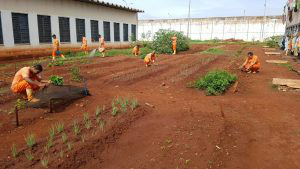 Na maior penitenciária de MS, oficinas garantem ocupação e profissionalização Entre as iniciativas de trabalho, destaque também para a horticultura.Foto: Divulgação