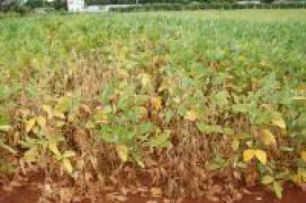 Colheita começa com previsão de quebra