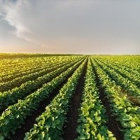 Soja: Há chance de alta no curto prazo? Imagem créditos: Divulgação