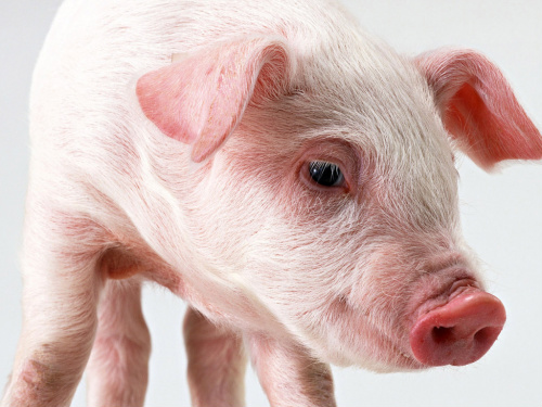 12 alimentos que você deve comer em 2012