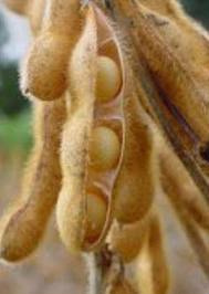 Cotação Soja em grão Sc 60Kg 04/08/2011