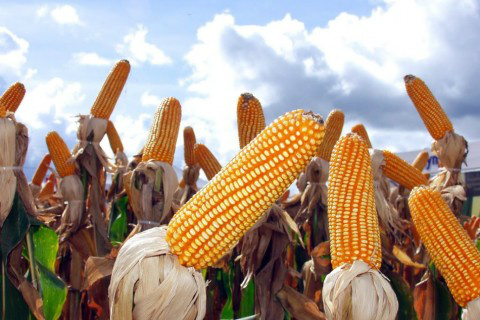 Preço do milho pode cair com redução nas exportações