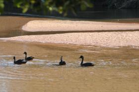 Hidrelétricas avançam e estão matando os rios