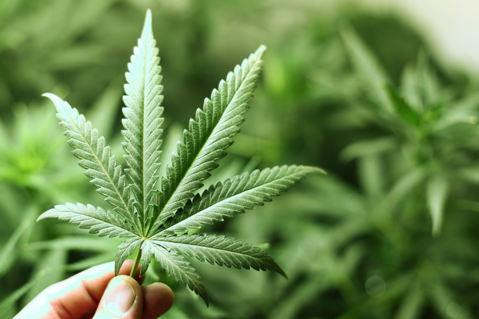 Falta informação aos brasileiros sobre descriminalização da maconha Falta informação aos brasileiros sobre descriminalização da maconha