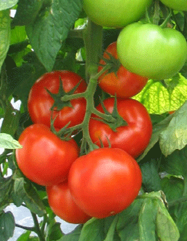 Somente 13 municípios de MS plantam tomate Somente 13 municípios de MS plantam tomate