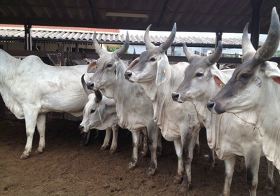 Assocon prevê crescimento do confinamento bovino em 2015 Chuvas escassas e preço remunerador devem elevar processo / Foto: Teresa Raquel Bastos
