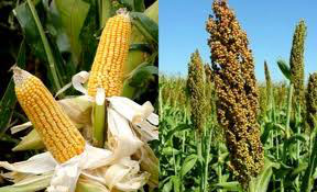 Fazenda divulga valores médios de diversos produtos para composição do VRP