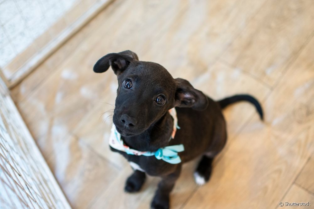 6 motivos para adotar um vira-lata preto O cachorro vira-lata preto vai te surpreender!