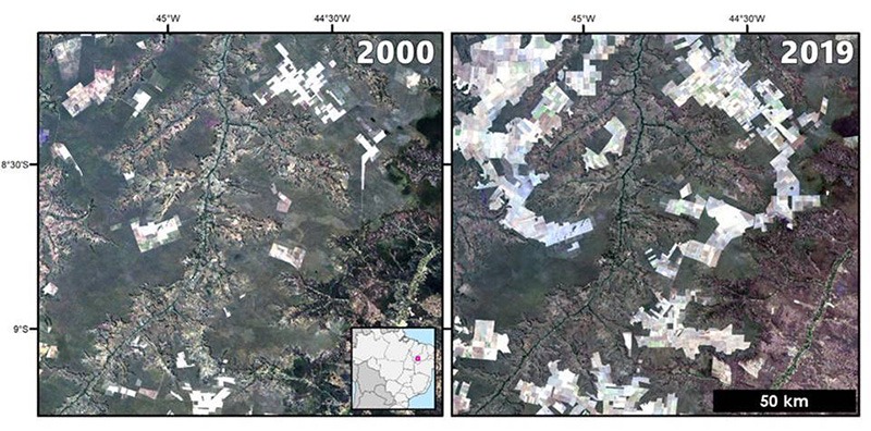 Desmatamento está afetando a produção de milho no Cerrado Mudanças no uso da terra entre 2000 e 2019 em um trecho de Cerrado no sul do Piauí. As áreas claras são terras agrícolas.(Fonte: Nasa/Stephanie Spera)
