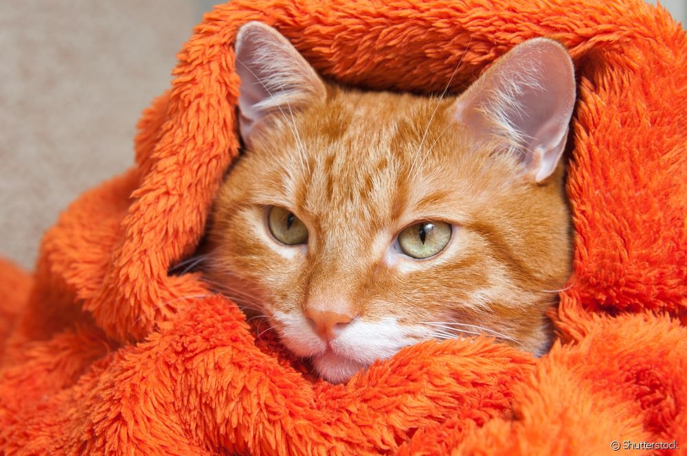 Gato gripado: seu bichano tem mais chances de ficar doente no inverno? A gripe em gatos é uma preocupação nos meses mais frios do ano