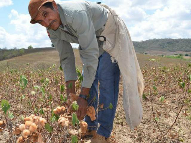 Experiência brasileira com algodão orgânico será difundida no Mercosul Experiência brasileira com algodão orgânico será difundida no Mercosul