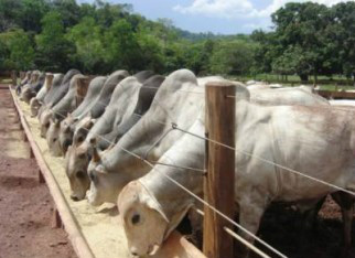 Alta no preço da carne acompanha arroba