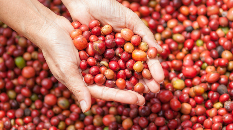 Governo vai leiloar mais 4,2 mil toneladas de café arábica Governo vai leiloar mais 4,2 mil toneladas de café arábica