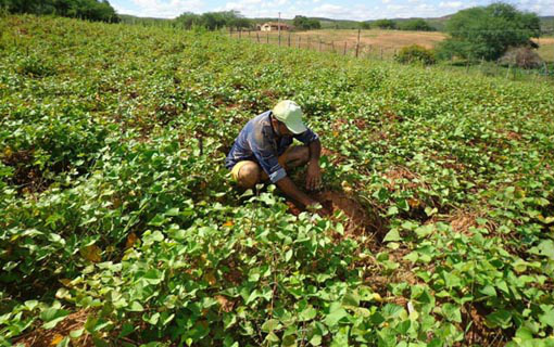 Receita não irá prorrogar prazo para comprovação de informações do ITR Foto: Divulgação